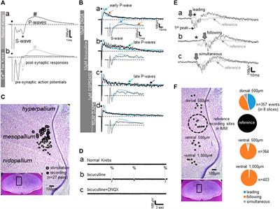 Suppressive Modulation of the Chick Forebrain Network for Imprinting by Thyroid Hormone: An in Vitro Study